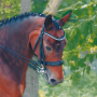 T of T - Cezanne Strass Bridle
