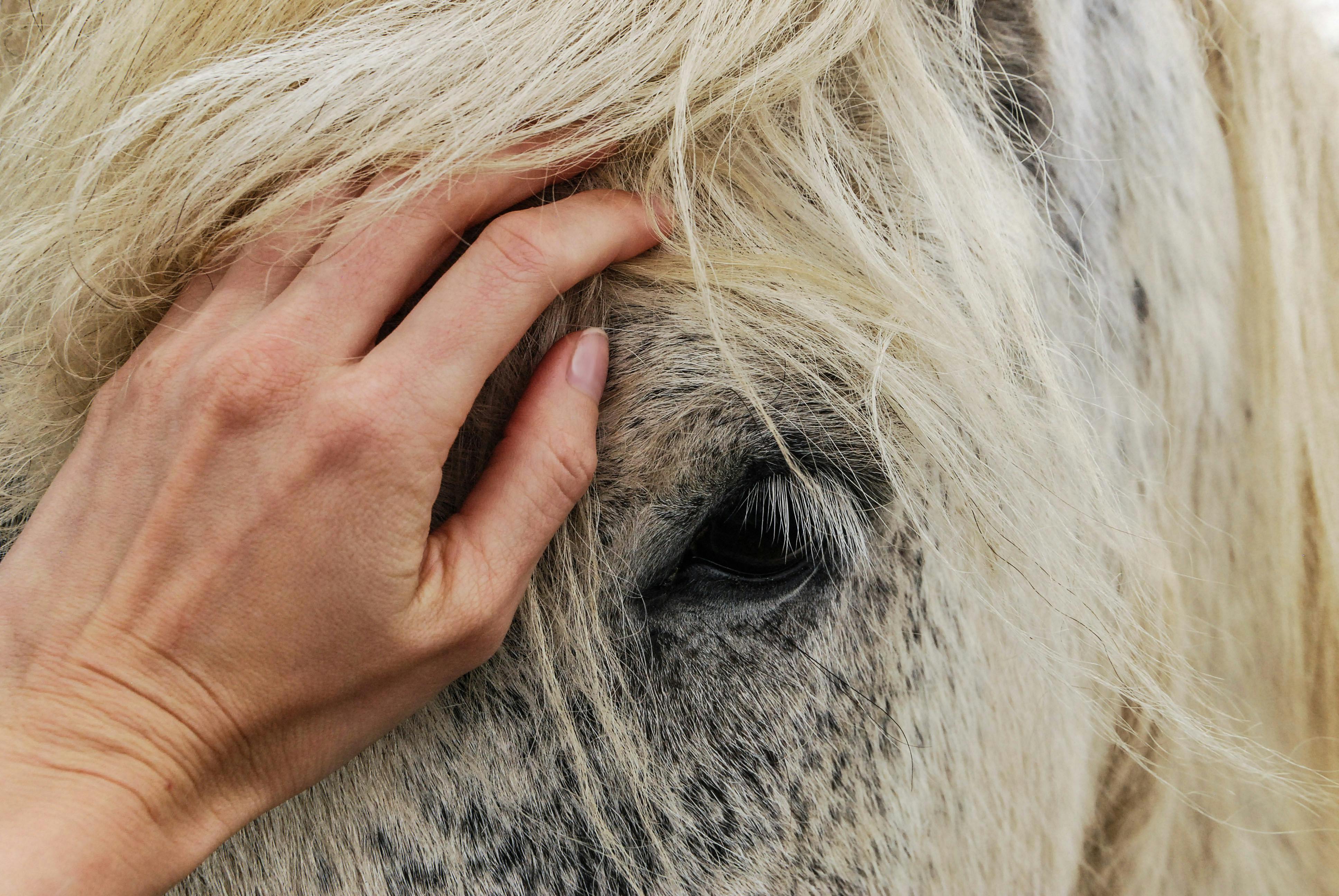 L’Équithérapie : Découvrir les Bienfaits Thérapeutiques de l'Équitation