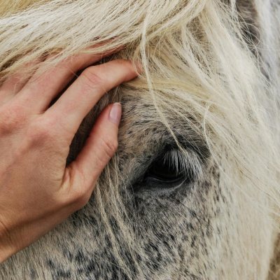 L’Équithérapie : Découvrir les Bienfaits Thérapeutiques de l'Équitation